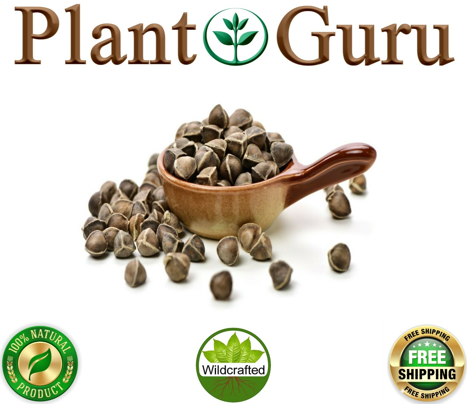 1000 Moringa Oleifera Seeds 10oz WINGLESS Fresh Organic Semillas de Moringa Tree