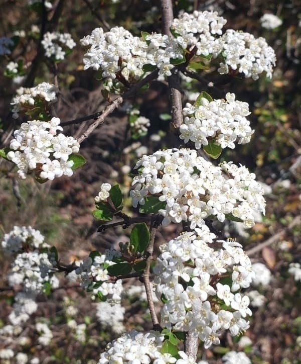 Viburnum Mrs. Schiller’s Delight | 1 Gallon | Viburnum obovatum | Flowering