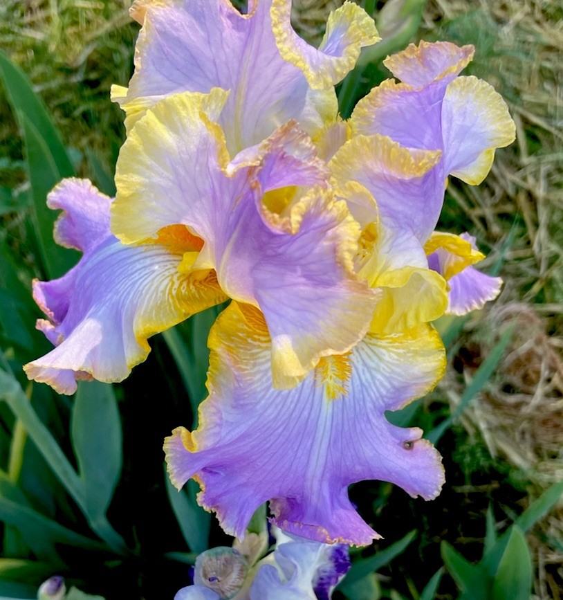 Iris Flowering Perennial Plant Purple Yellow White Outdoor Full Sun Clumping 1