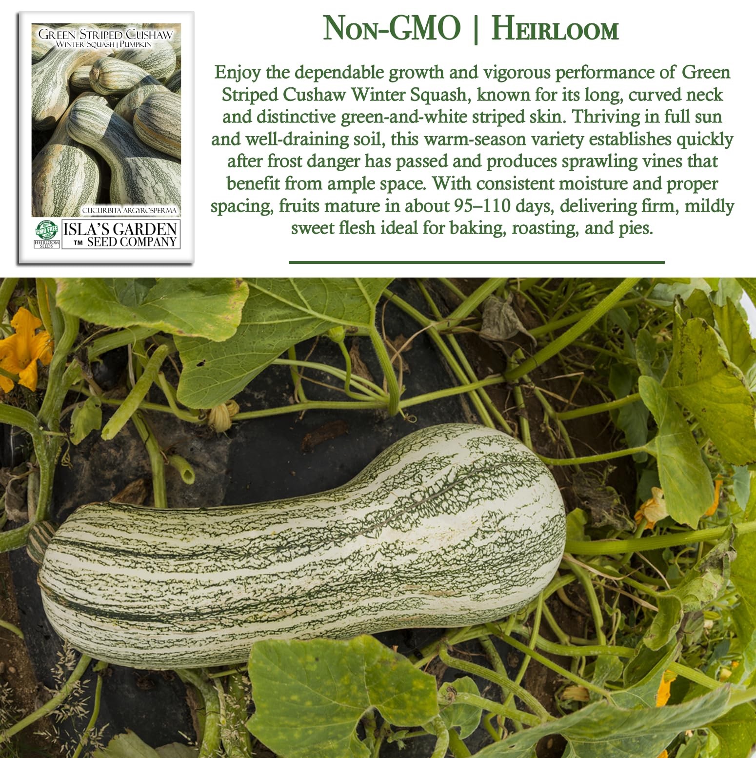 Green Striped Cushaw Pumpkin Seeds Cucurbita argyrosperma – 25 Heirloom NonGM…