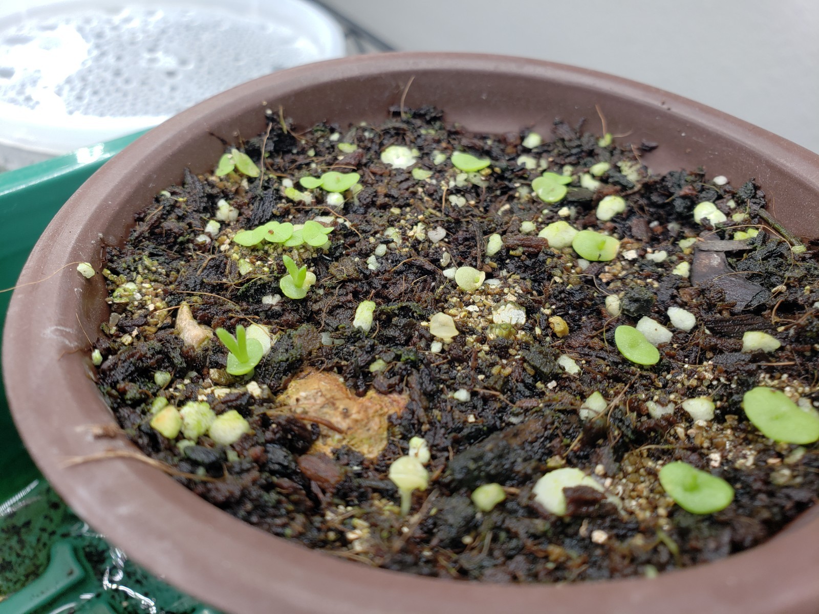*10 Seed Pods / 100+ Seeds* Delosperma Napiforme, caudex succulent mesemb