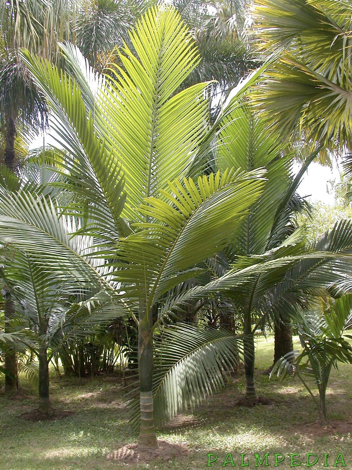 12 Kentiopsis Oliviformis palm tree seeds + Free Gift R