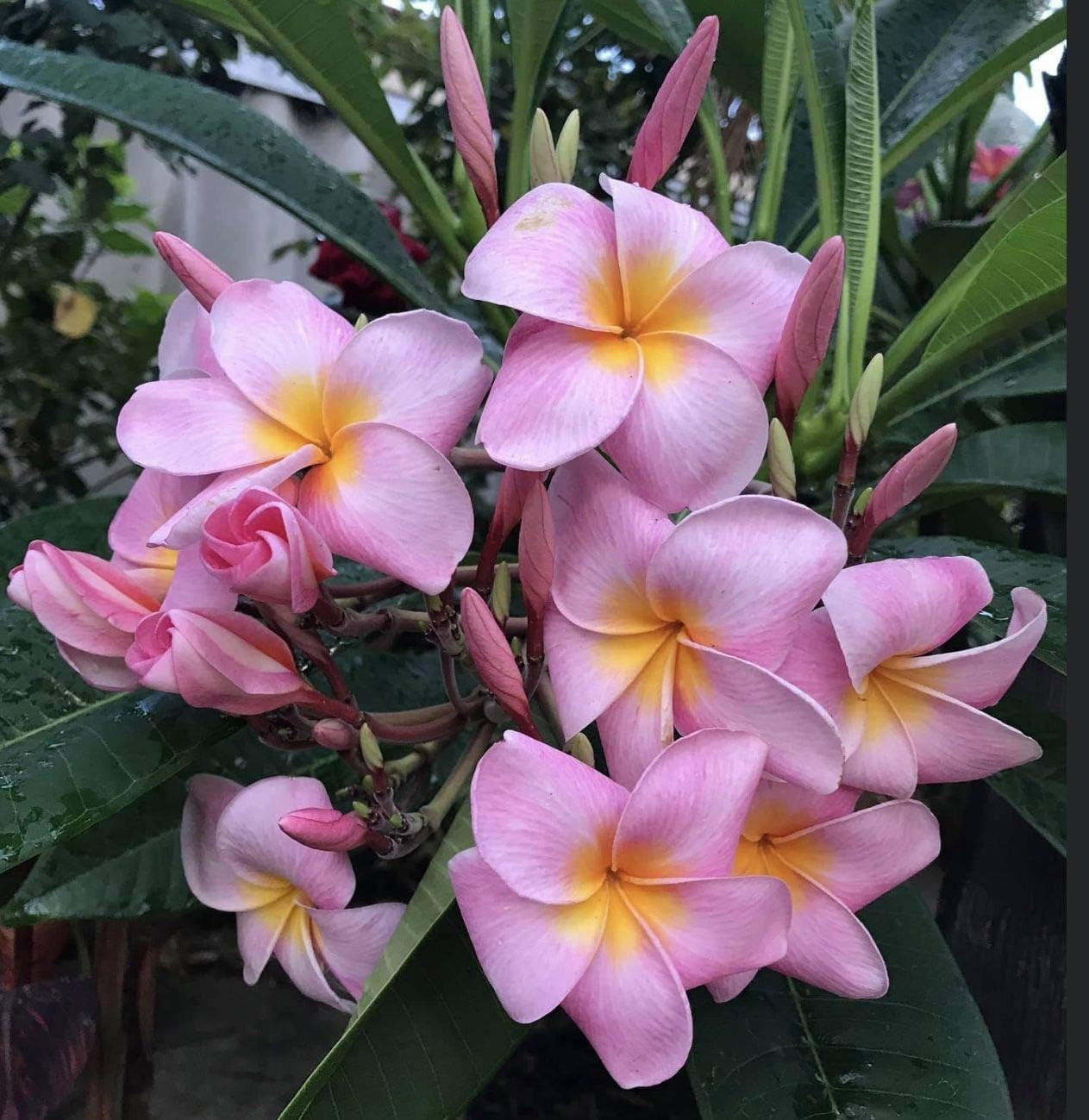 Hawaiian Rare Plumeria Frangipani Plant Planta Cuttings Red, White, Yellow, Pink