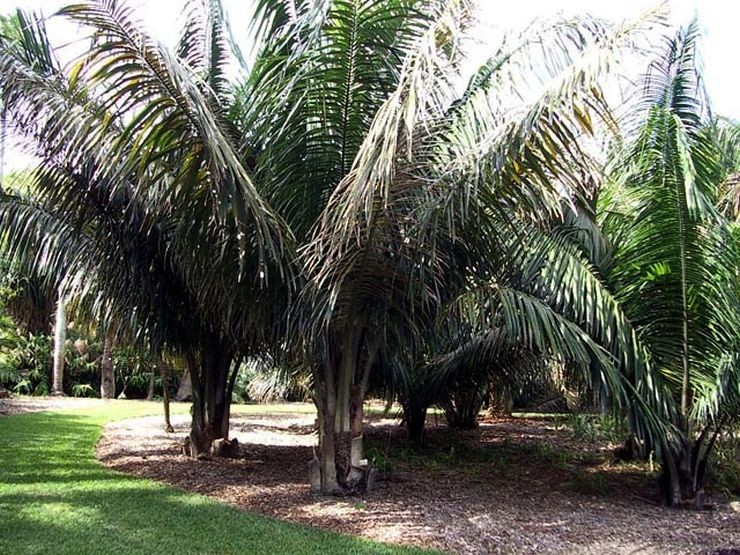 Attalea crassispatha Seeds! Critically Endangered Palm from Haiti!