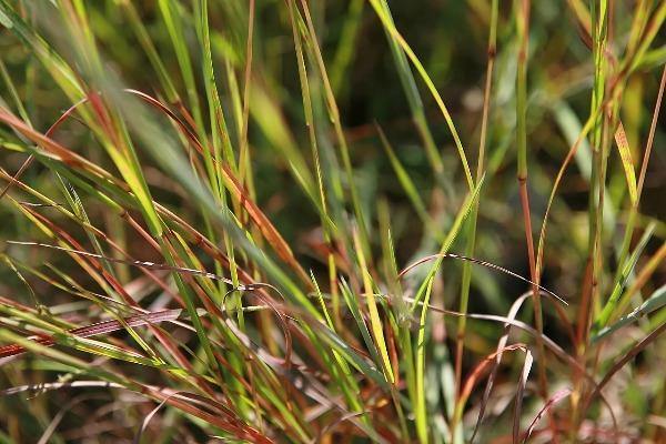 Schizachyrium scoparium | Blue Stem Grass | Beard Grass | 500 Seeds