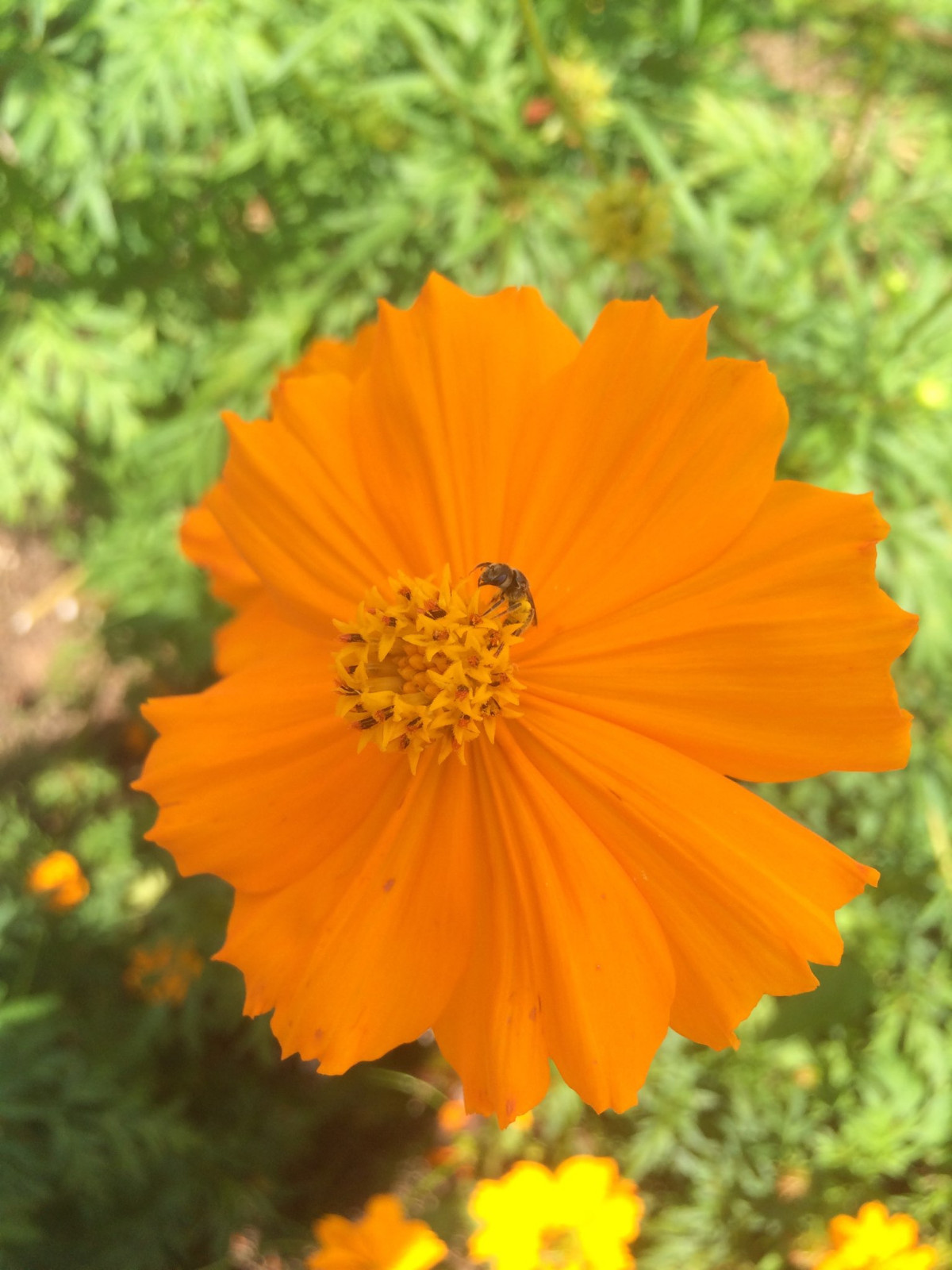 Orange and Yellow Cosmos – Gorgeous blooms & Pollinator Gold [200 Fresh Seeds]