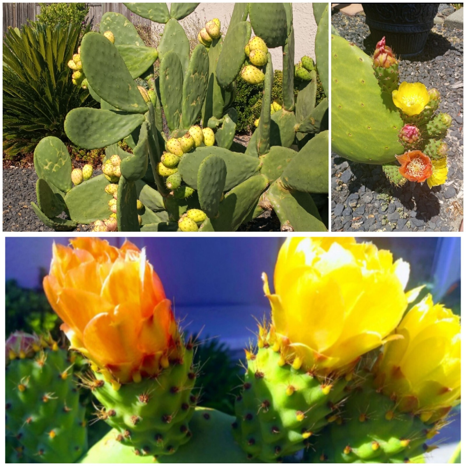 prickly pear cactus plant, grows orange pink and yellow blooms, Pears are edible