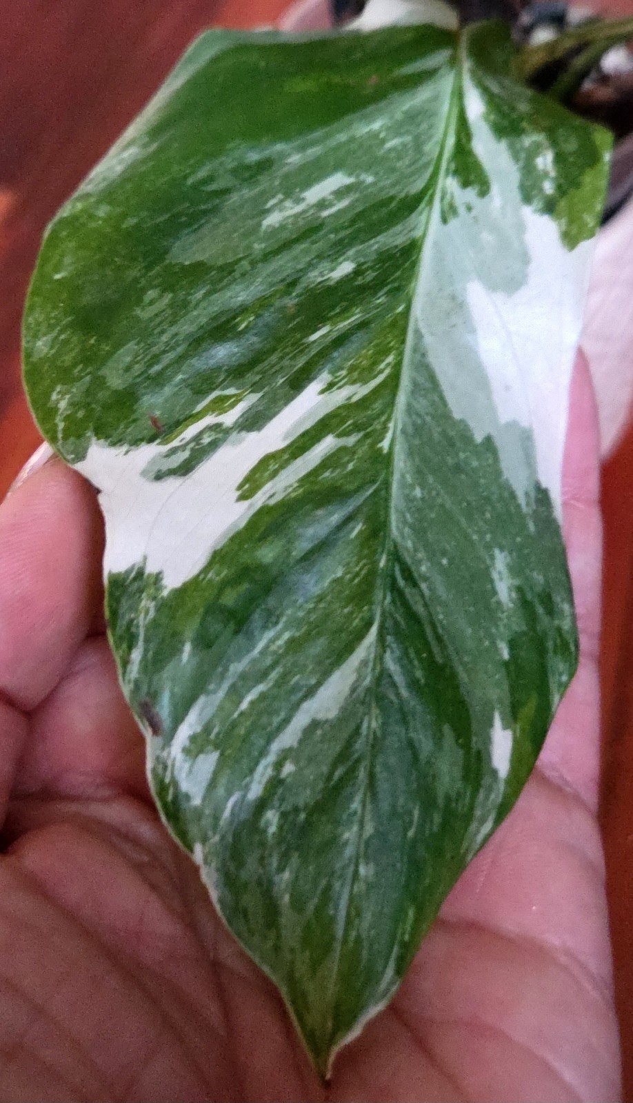 Rare Monstera Lechleriana Albo variegated 17″Tall Not Philodendron Anthurium