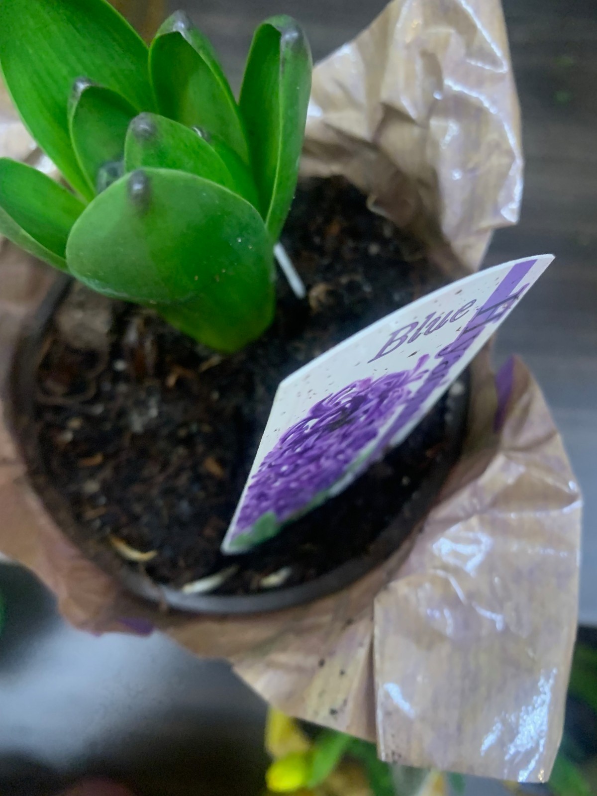 Blue Hyacinth 1 Plant Assorted Colors Healthy Rooted In pot Fast Shipping!!