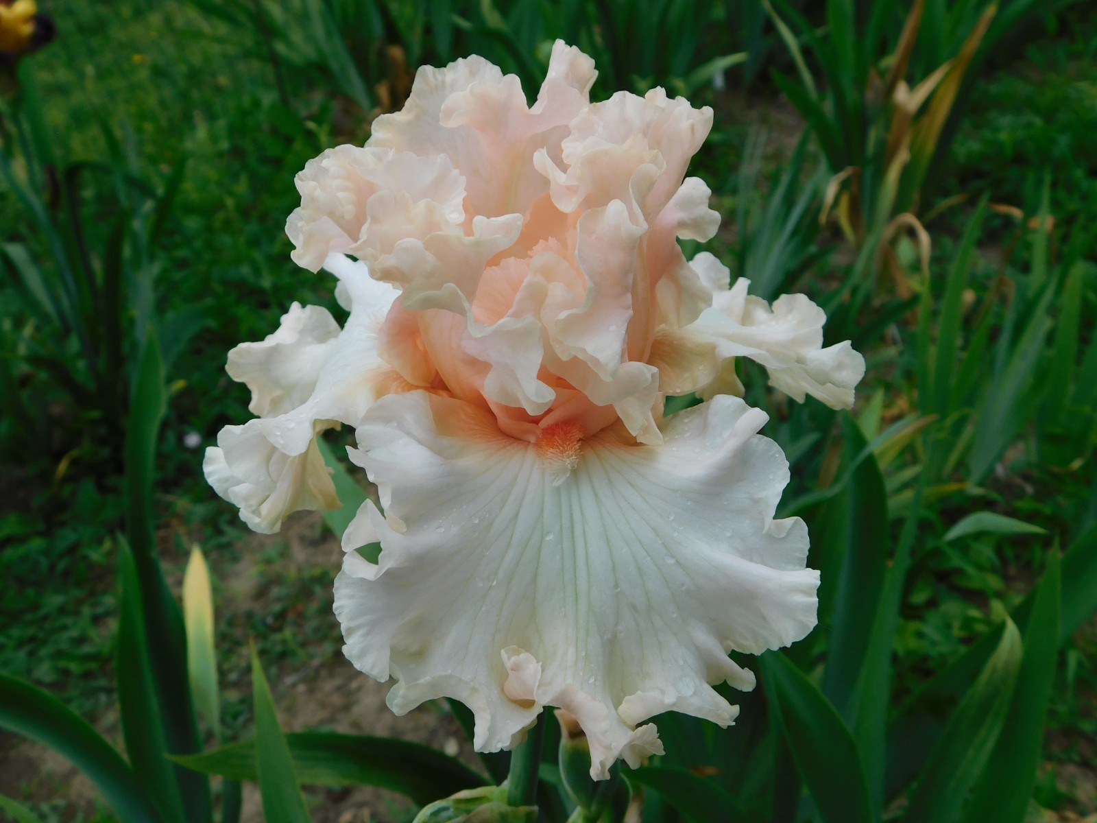 Tall Bearded Iris MAGICAL LOT A Freshly Dug