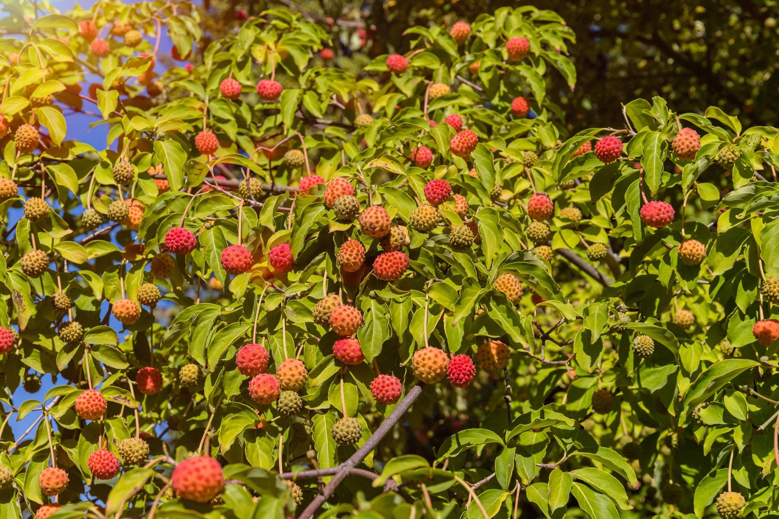 20 HIMALAYAN DOGWOOD / STRAWBERRY Tree White & Pink Flower Red Fruit Seeds
