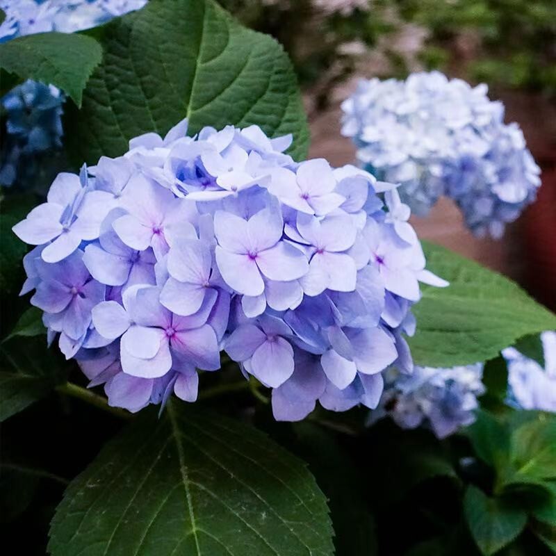 30 Mixed Blue Hydrangea Seeds Giant Snowball Fast Growing Flower