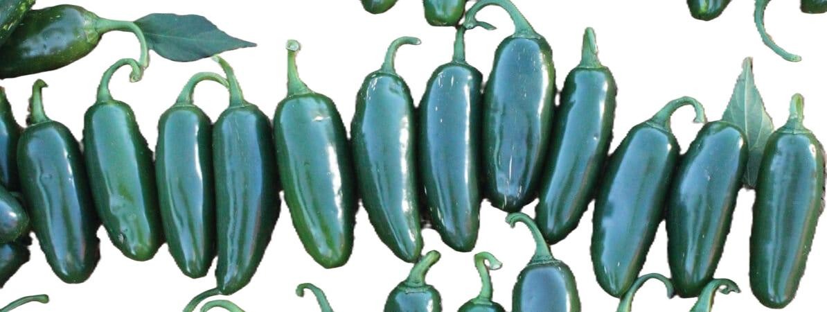 Ciclon Jalapeno Pepper: 10 Seeds New, Rare! Selling Fast! Free Shipping!