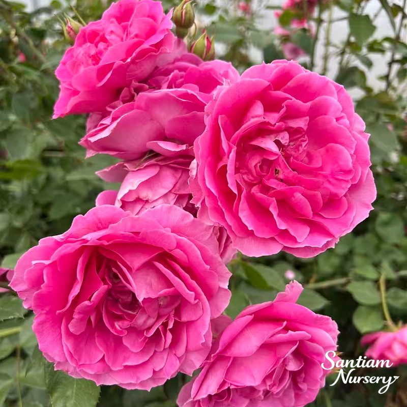 Parade Climbing Rose – Large Pink Blooms, Vigorous Hardy Climber, Live Potted