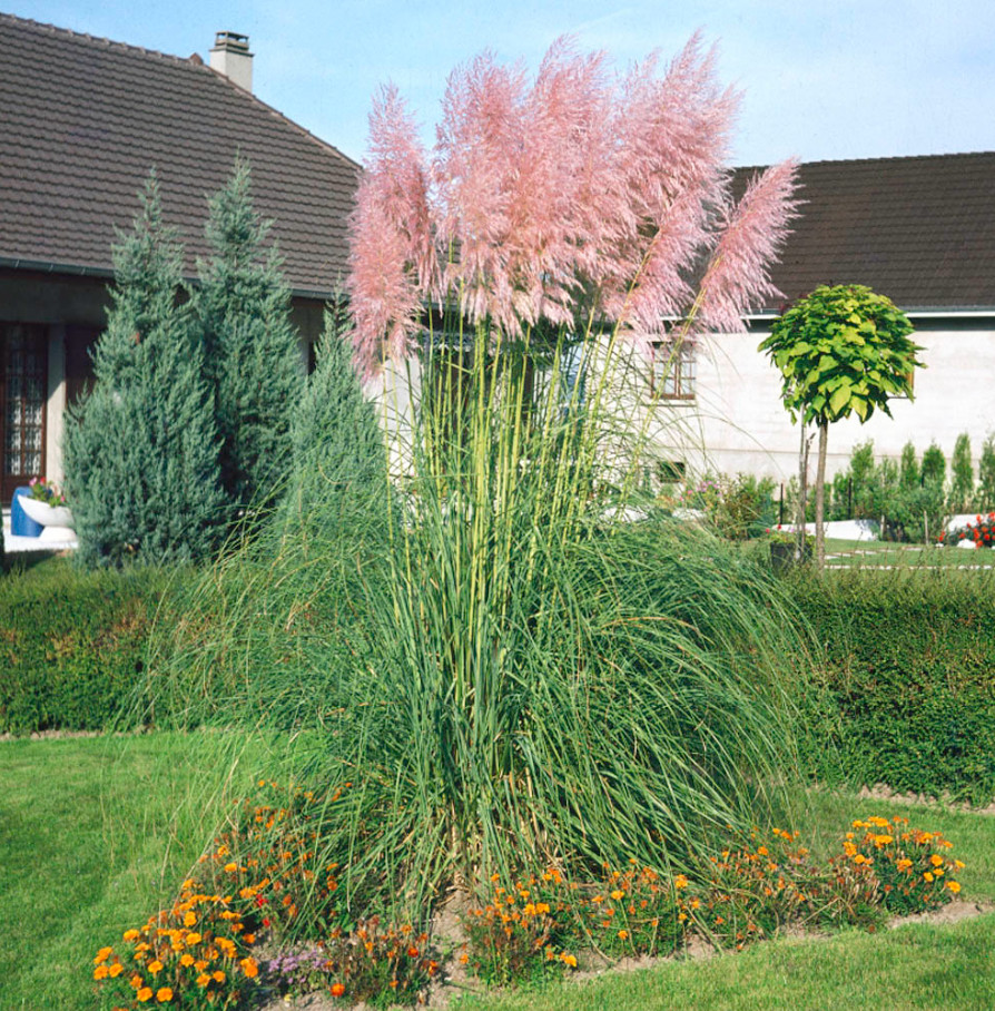 Cortaderia “Pampas Grass Pink” Live Plant – 3-5 Inches Tall – Ship No Pot