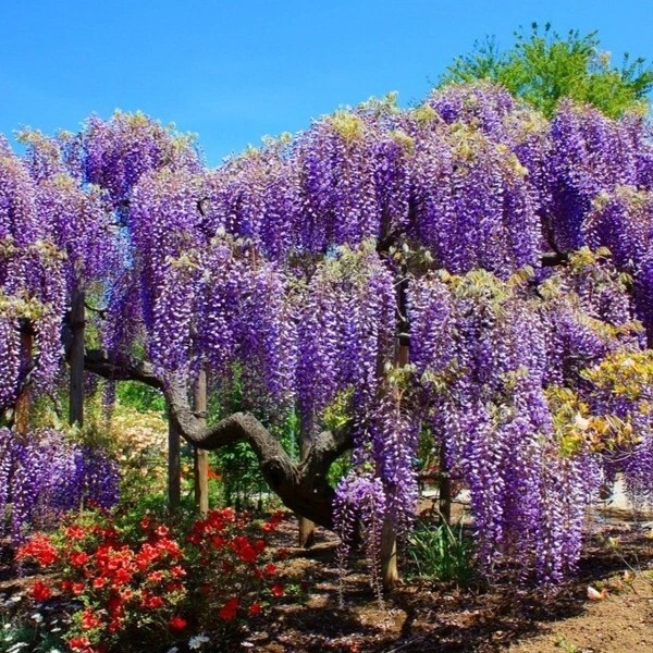 Chinese Wisteria Seeds