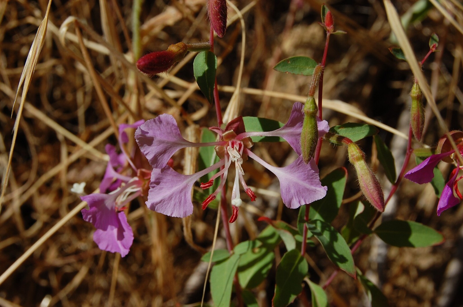 Elegant Clarkia Seeds California Native Flower Clarkia Unguiculata Drought Toler