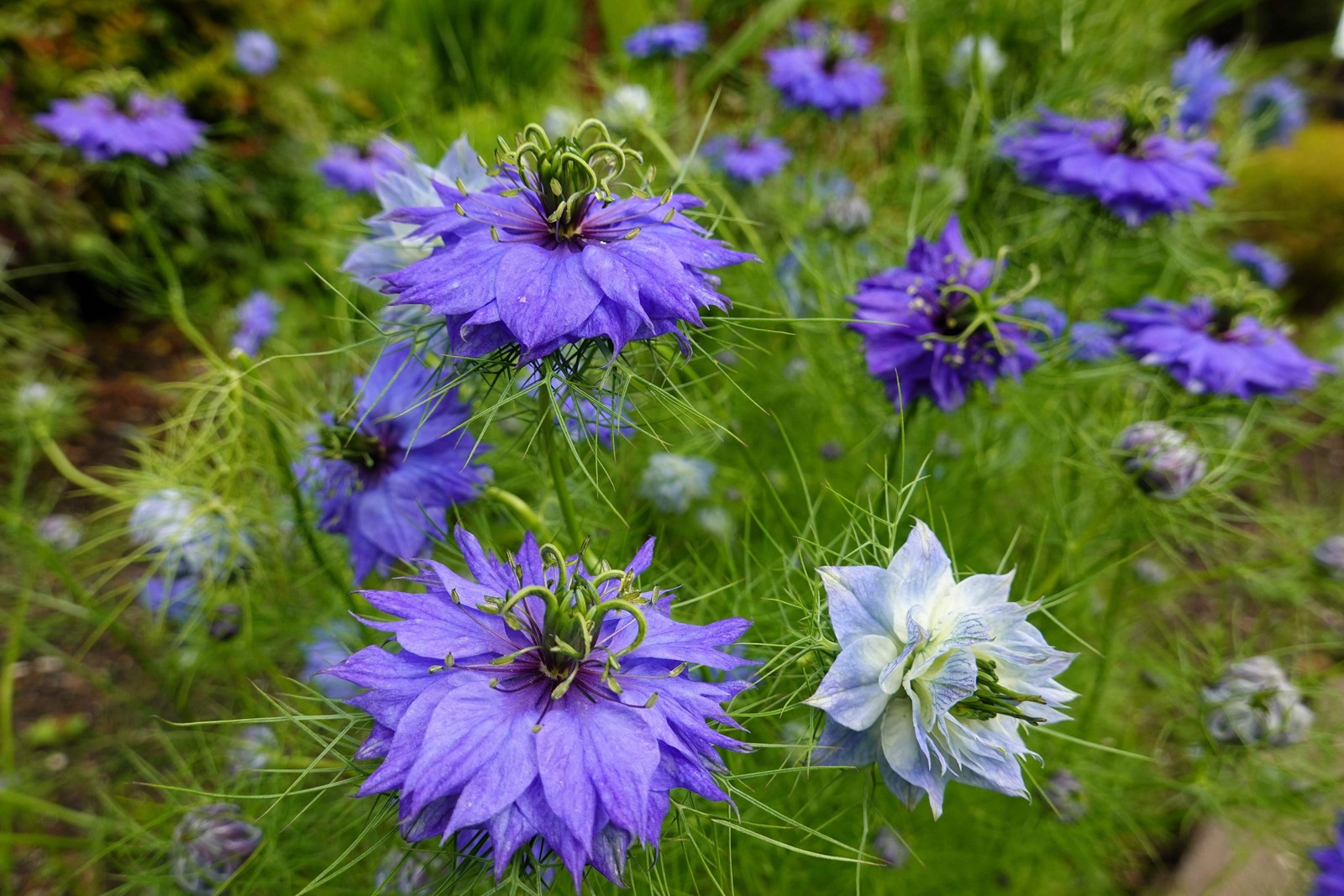 500 LOVE In A MIST PERSIAN Jewels Mix Nigella Damascena Fennel Flower Seeds