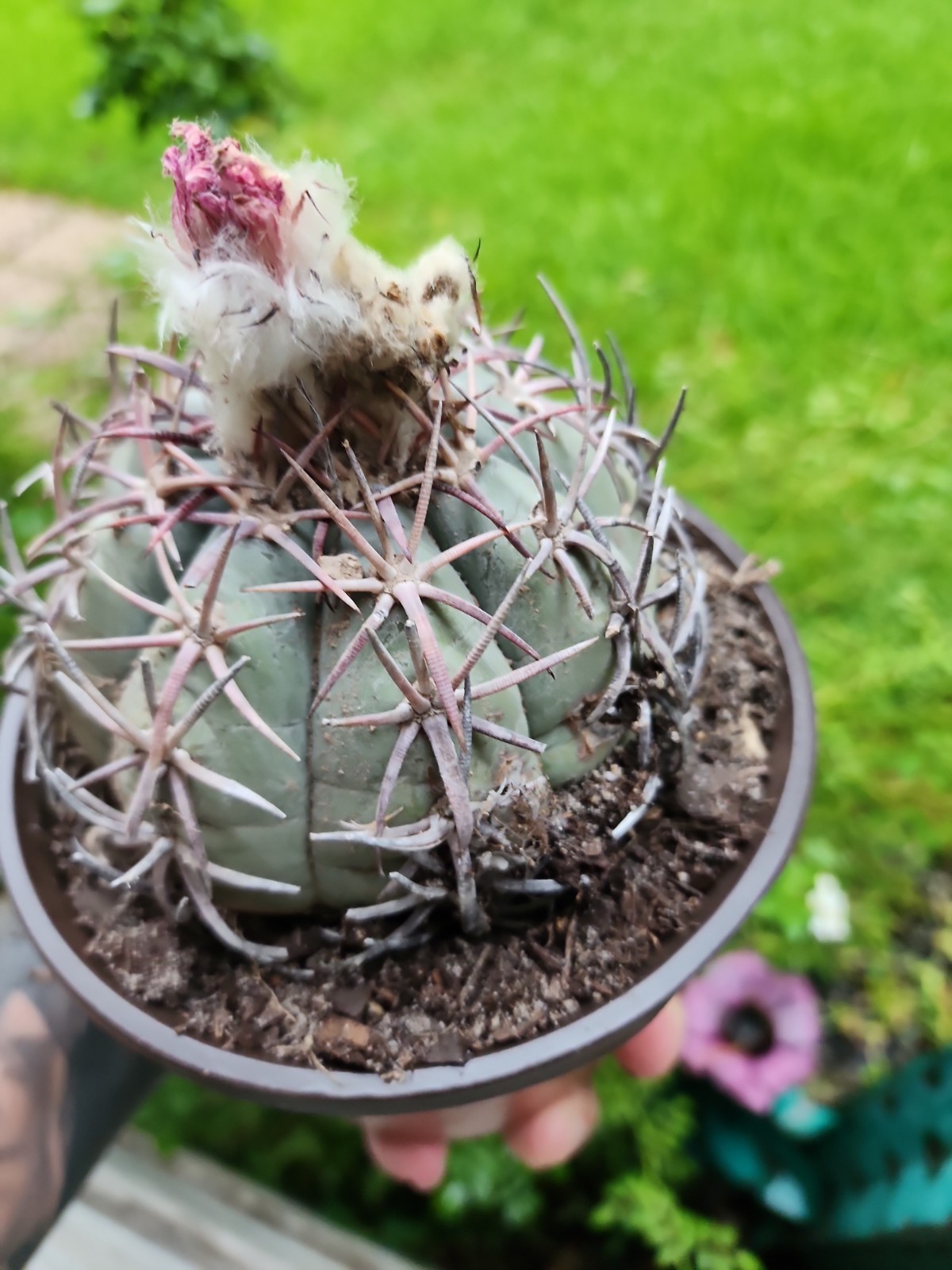 Large Echinocactus Horizonthalonius Horse Crippler Cactus Head BE1