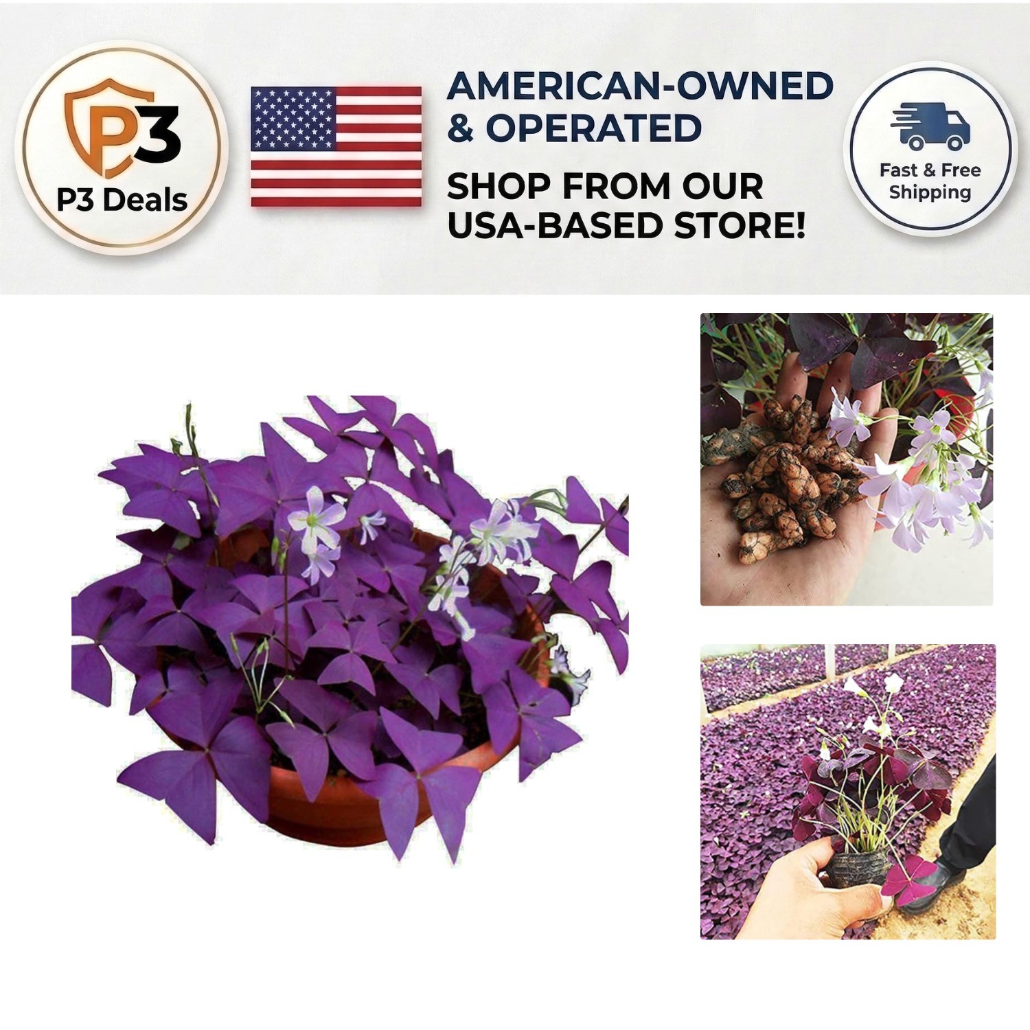 10 Oxalis Triangularis Bulbs – Vibrant Purple Shamrocks for -Round Beauty