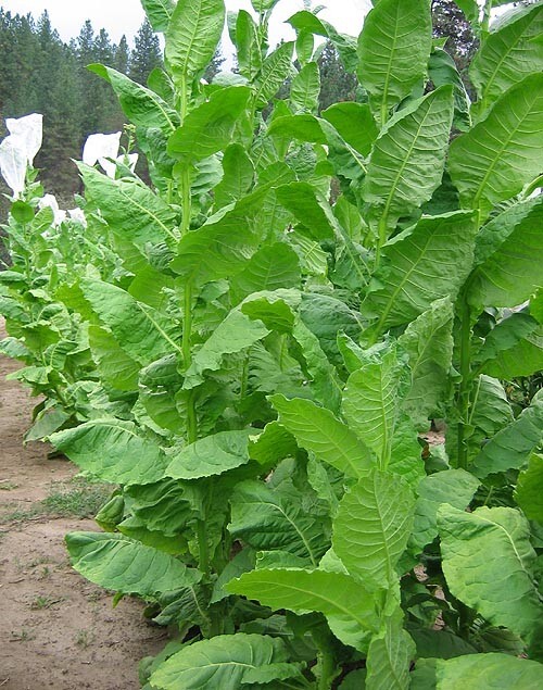 1000 Connecticut Shade Seeds ~ Fine Cigar Wrapper Nicotiana Tabacum ~ Huge!
