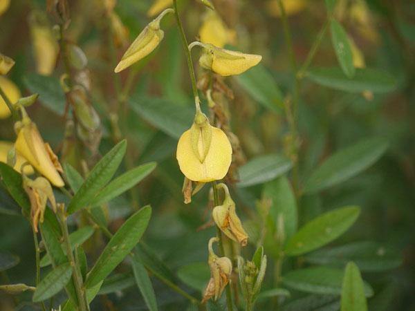 Crotalaria juncea | Sunn Hemp | 10 Seeds