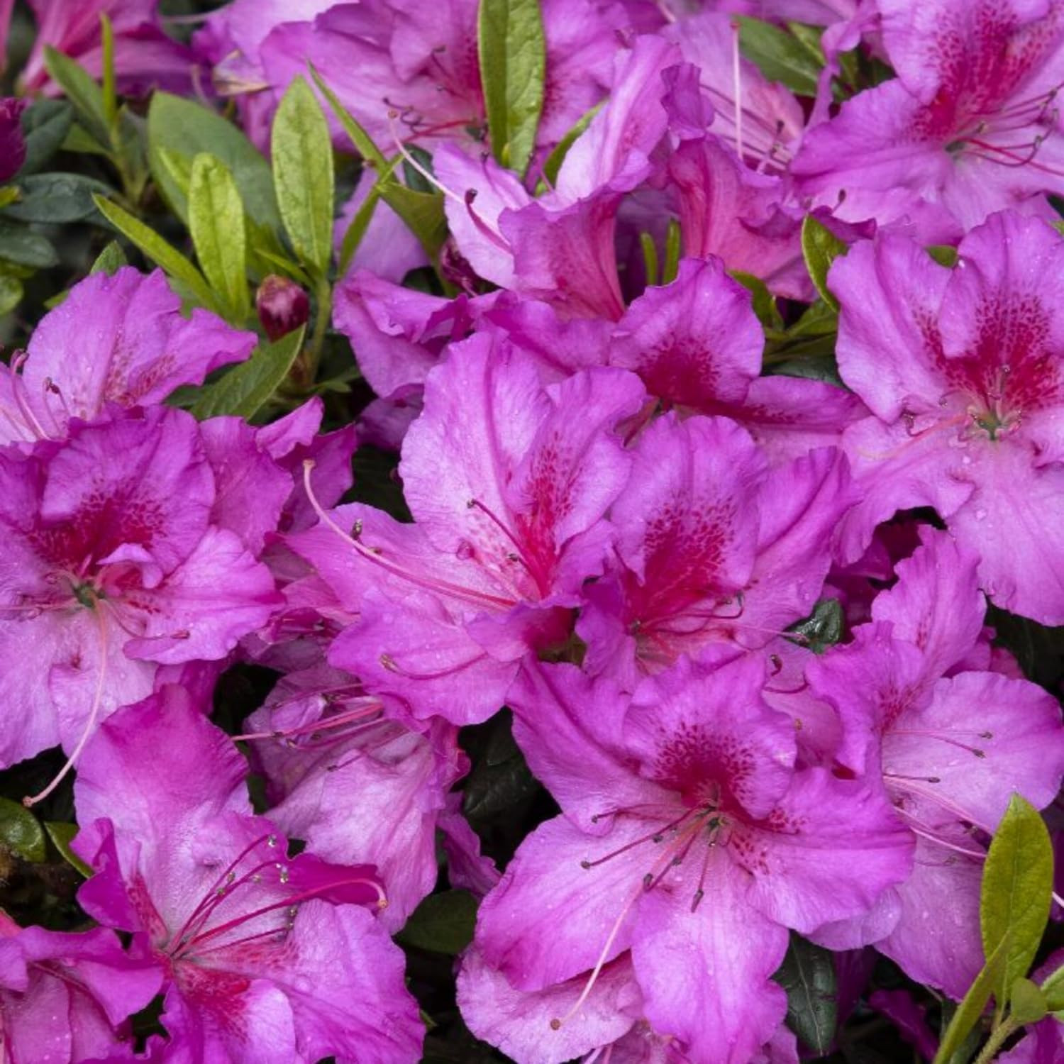 Mixed Azalea Seeds for Planting – 50+ Azalea Flower Seeds Bush Shrub Flowers Pla