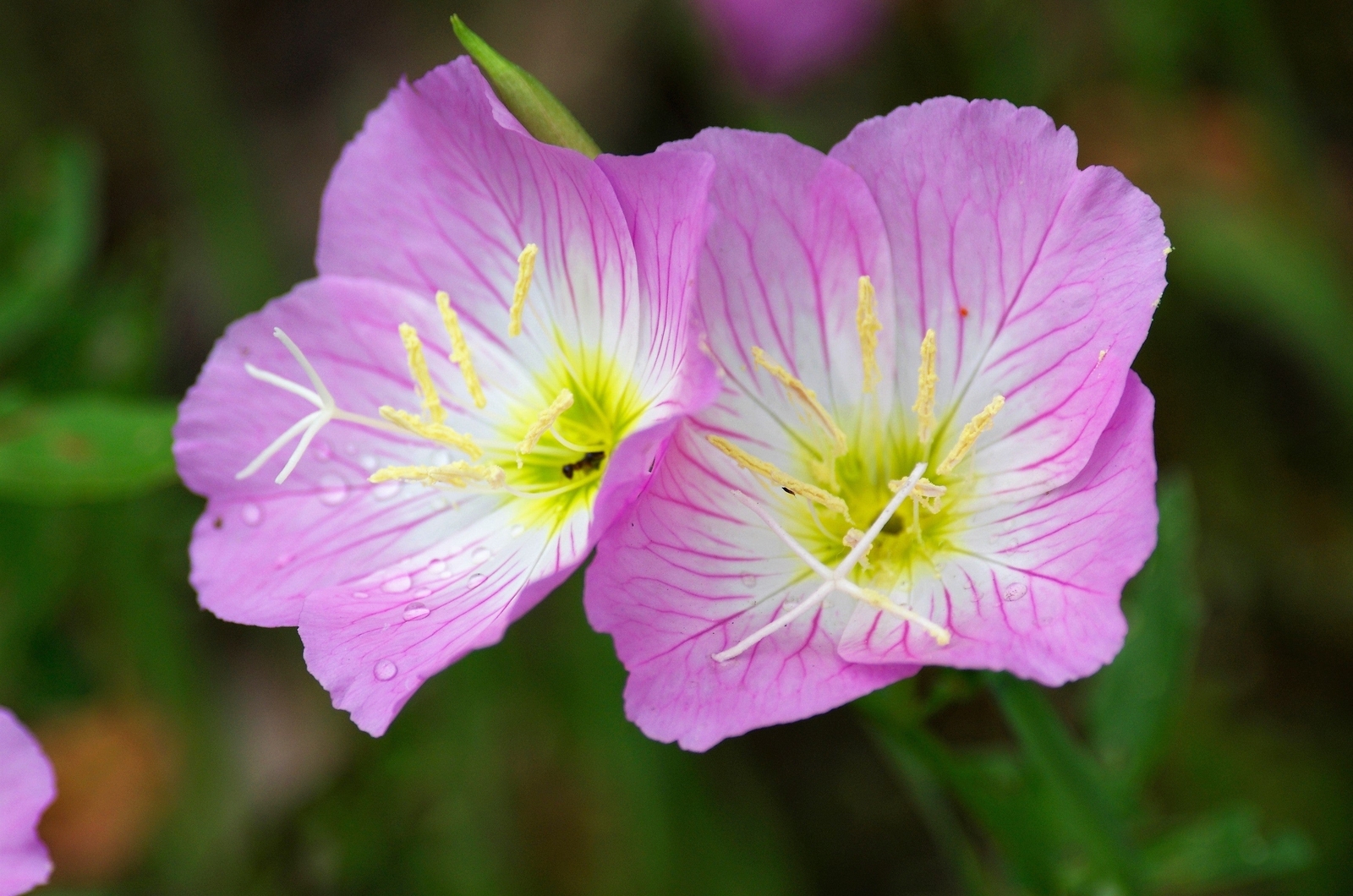 1000 Showy PINK EVENING PRIMROSE Pink Ladies Oenothera Speciosa Flower Seeds