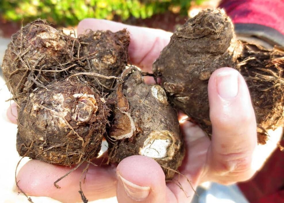Caladium ‘Candidum Jr’ Bulbs – Size #2 (4 Bulbs, 1″–1.5″) Easy to Grow Foliage
