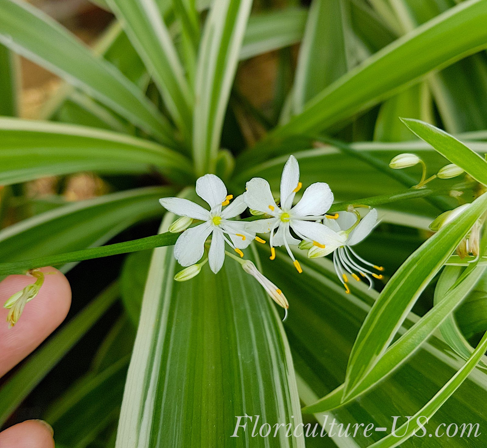Chlorophytum Comosum “Irish”, 6”, Live Plant, Spider Plant