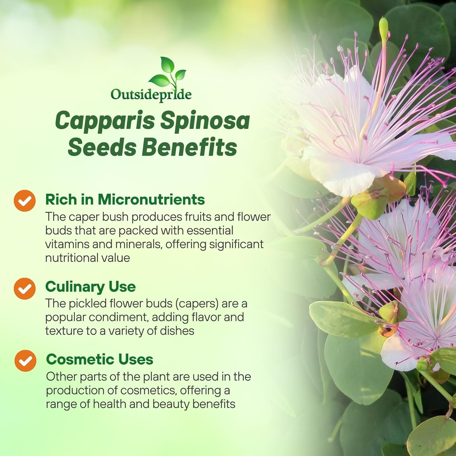 200 Seeds Capparis Spinosa Caper Bush Flower Seeds