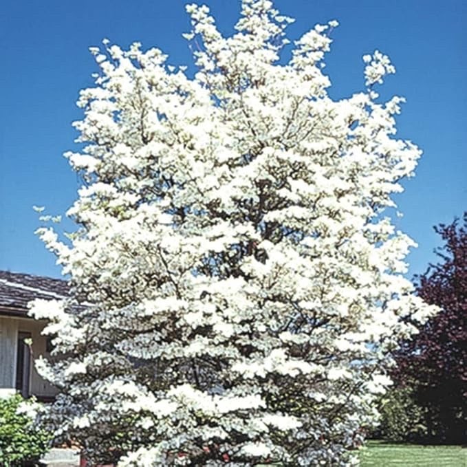 5 White Flowering Dogwood Tree Seedling for Planting Live Tree Seedling No To CA