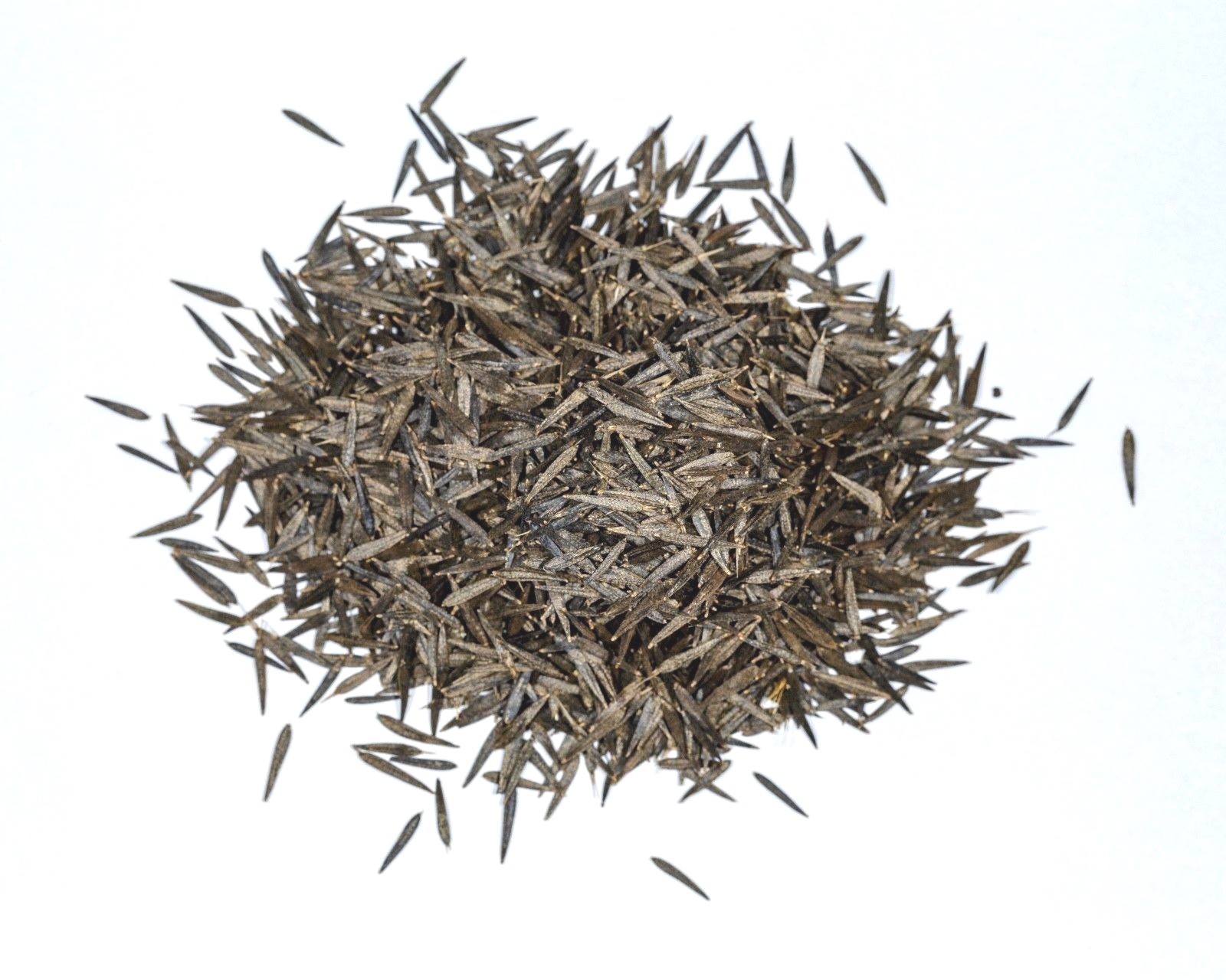 Huacatay Seeds Black Mint Tagetes minuta Flavorful Herb