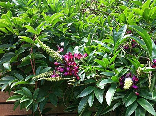 Seeds – 5 Evergreen Wisteria Seeds Bright Pink Vine Climbing Flower Perennial Se