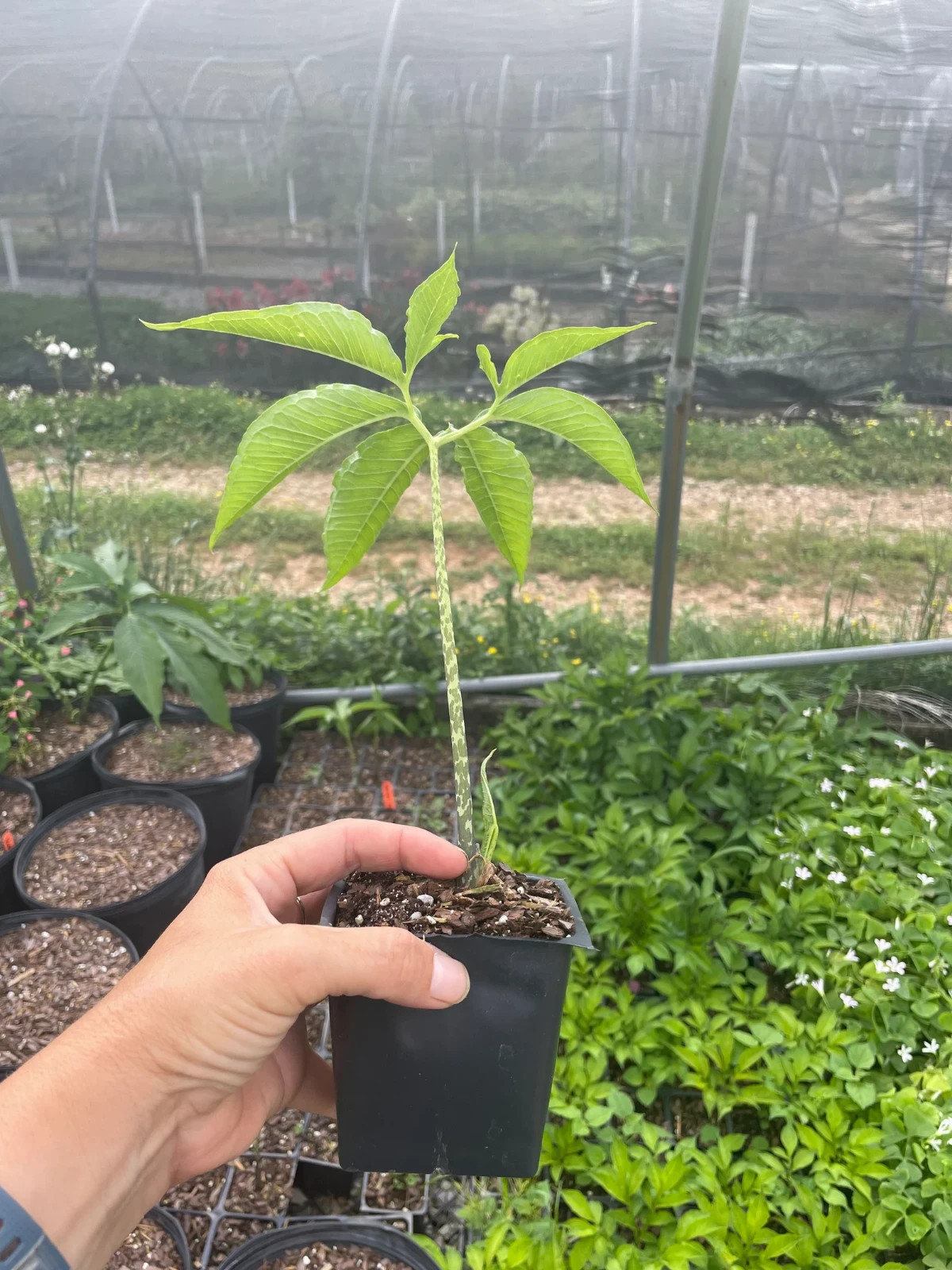 2 Voo Doo Lily Plants in 4 inch cups. Amorphophallus Konjac. USA Plant & Farm
