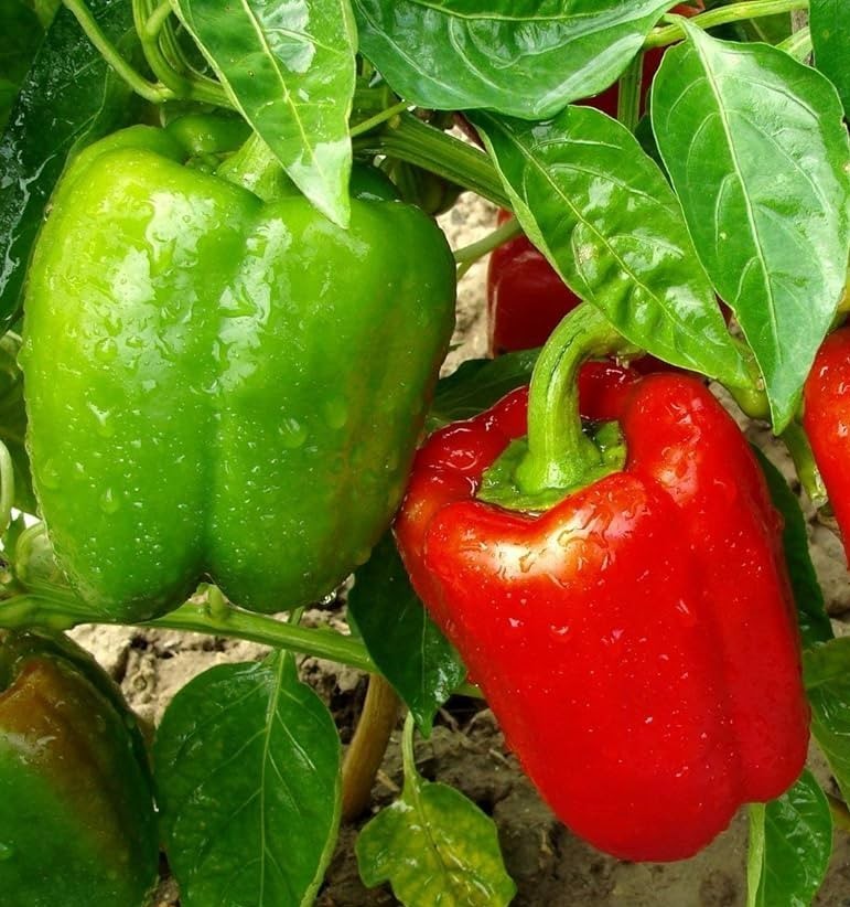 25 Newly Harvested Sweet Big Red Premium Pepper Seeds-B 06