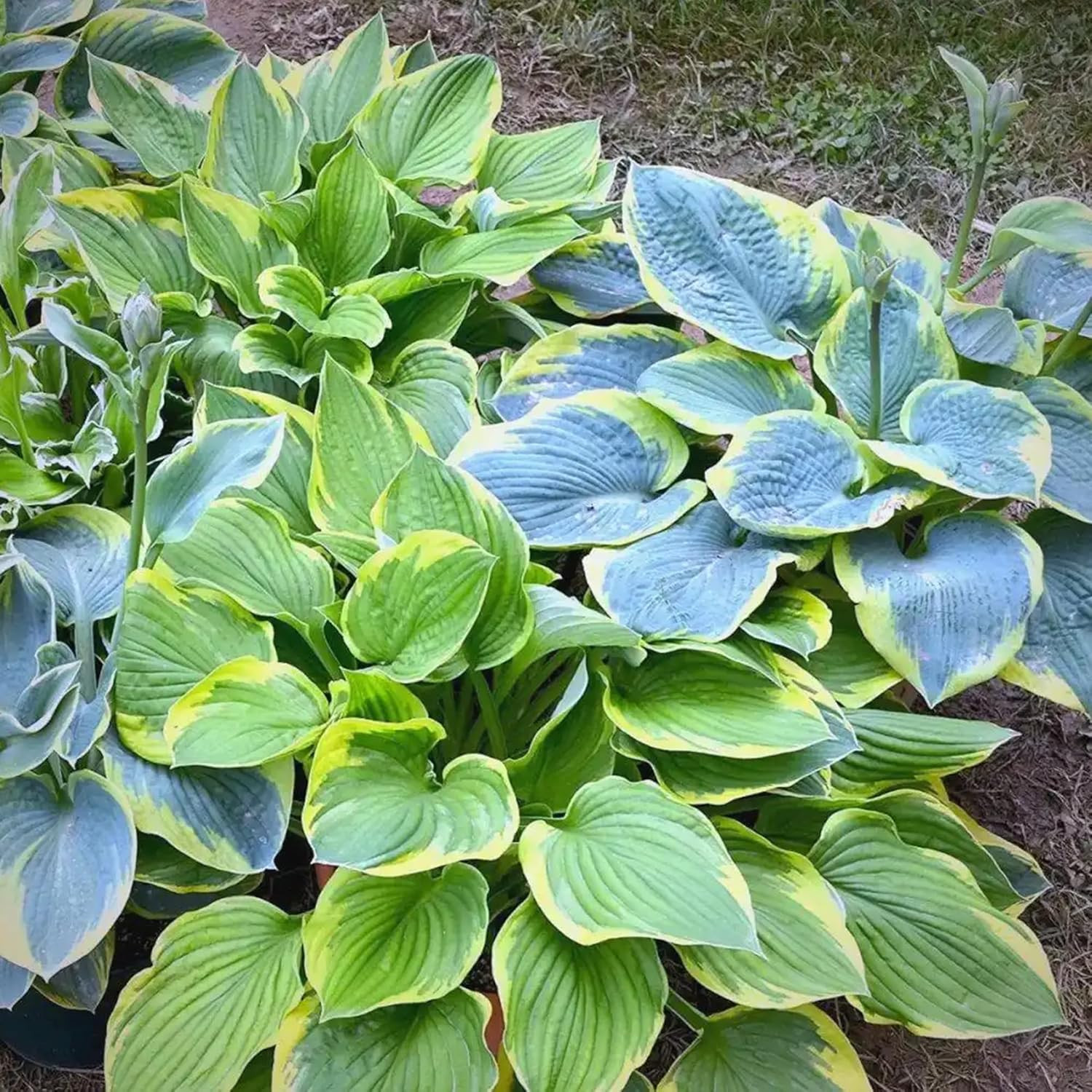 220+ Mixed Color Hosta Seeds for Planting – Hostas Seeds Rare Perennial Flower