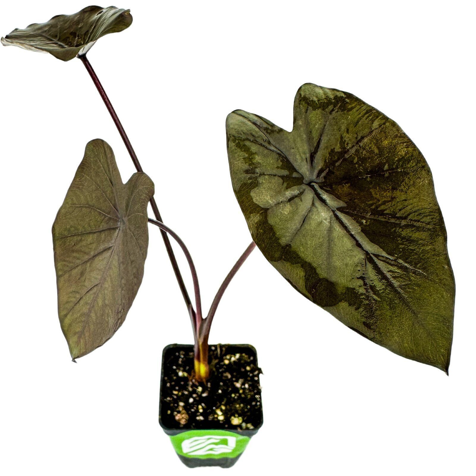 Black Ruffles Elephant Ear – Colocasia esculenta – Live Plant