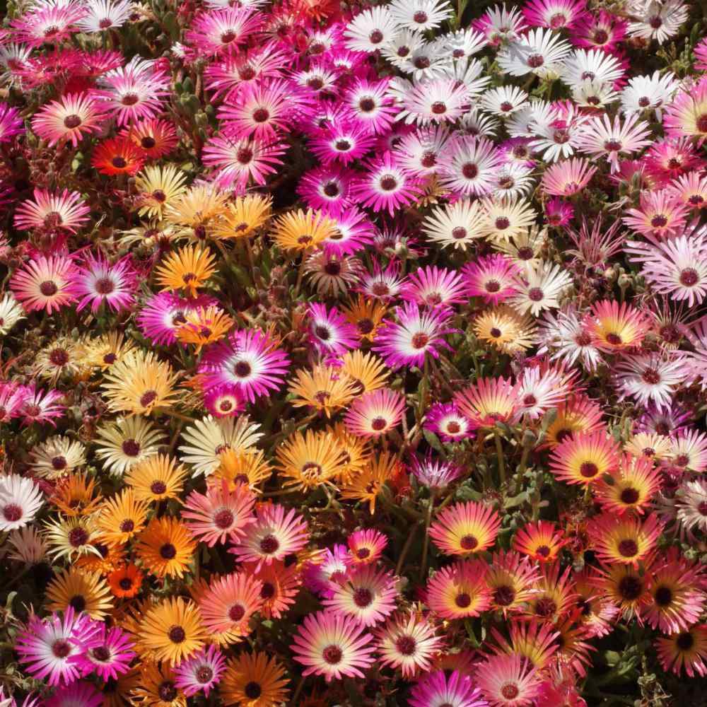 Ice Plant Mix Seeds, Livingstone Daisy, Variety Sizes Sold, FREE SHIPPING