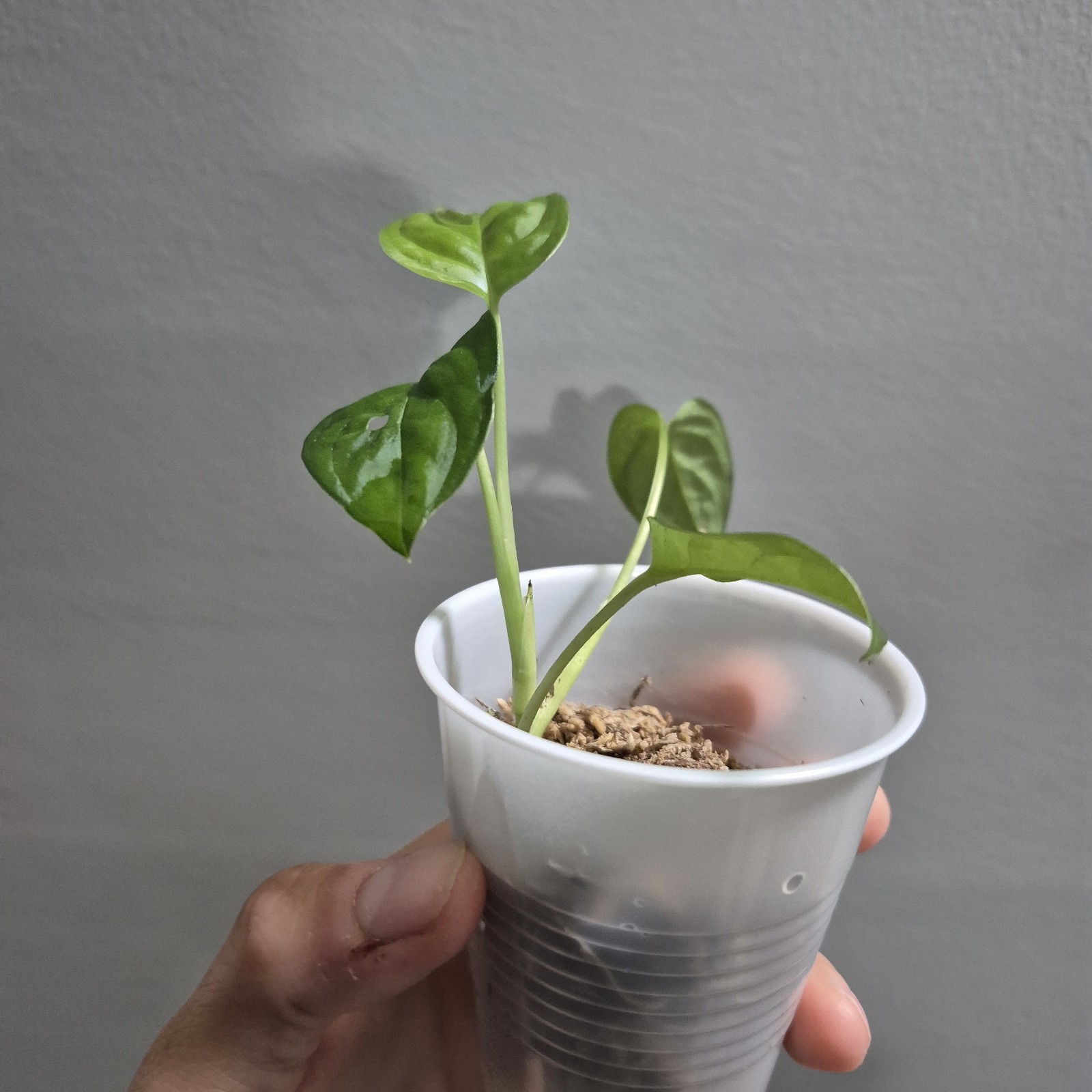 Monstera Adansonii – Monstera Swiss Cheese – 2.5 Inch – EXACT PLANT