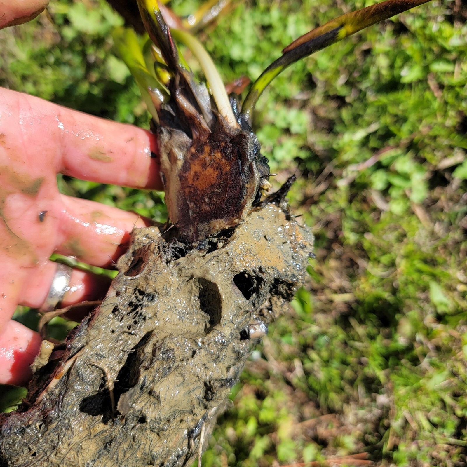 Pink Flowering Pond Lily Root Ball Aprox 10lb Shipped Fast & Fresh