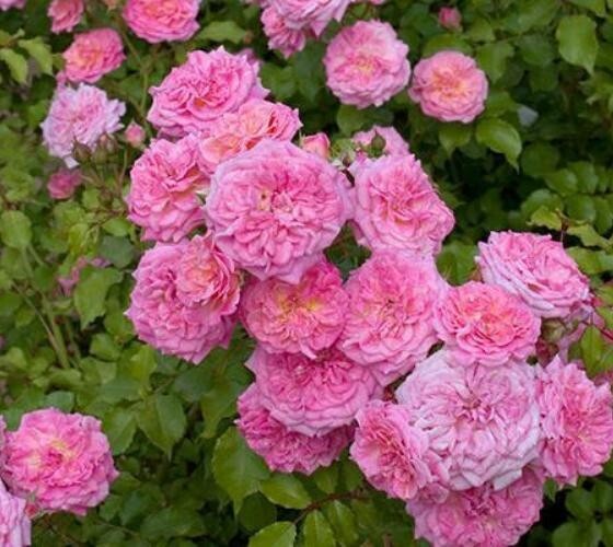 Sweet Drift® Pink Groundcover Rose – Live Plant ( 1 QT )