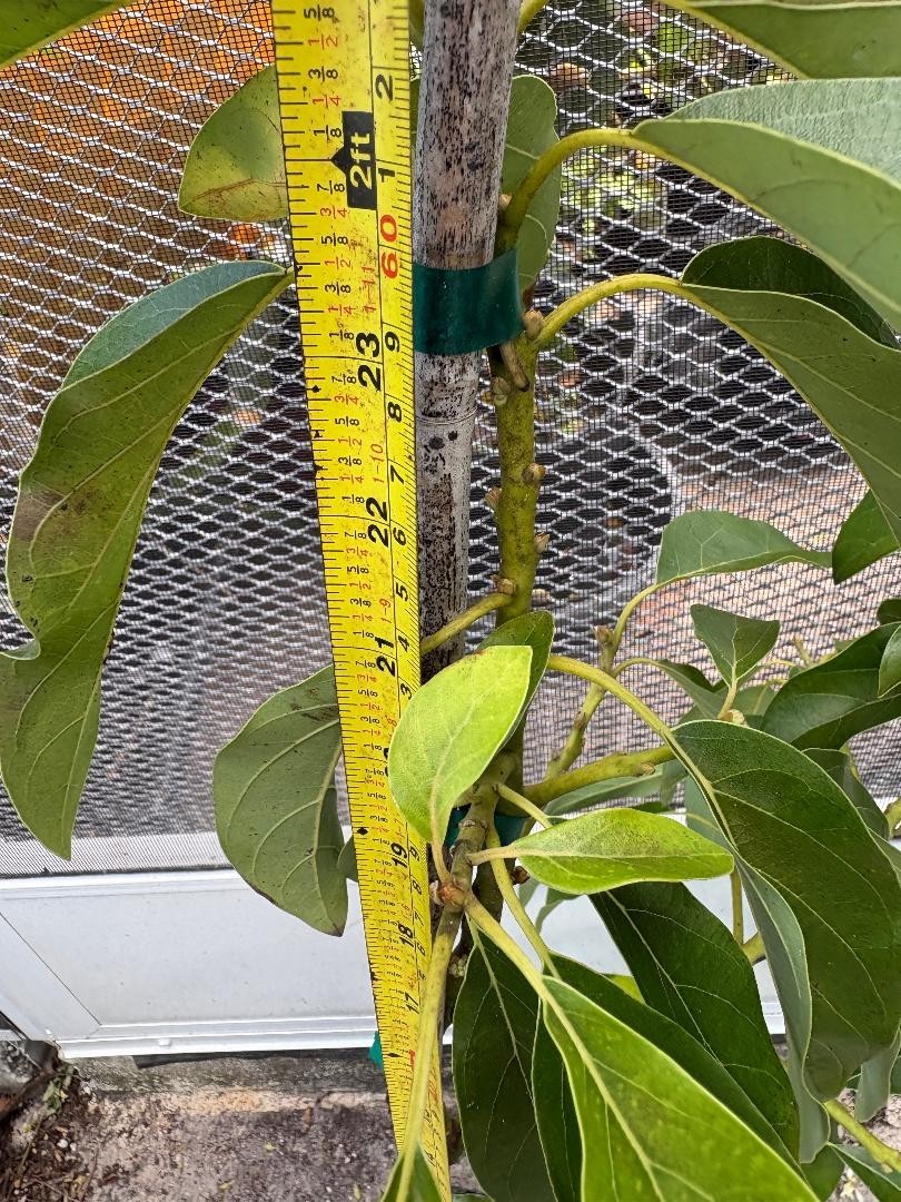 14 MO CARRIE MANGO TREE GRAFTED (MANGIFERA INDICA)