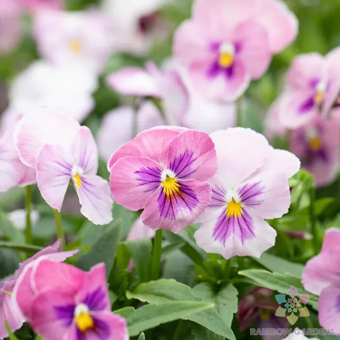 200+ Panola Pink Shades Mix Pansy (Viola) Seeds for Garden – FREE SHIPPING!
