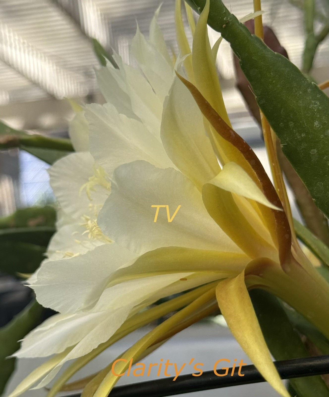 1 Elegant White Epiphyllum Orchid Cactus Cutting, 7-10in long