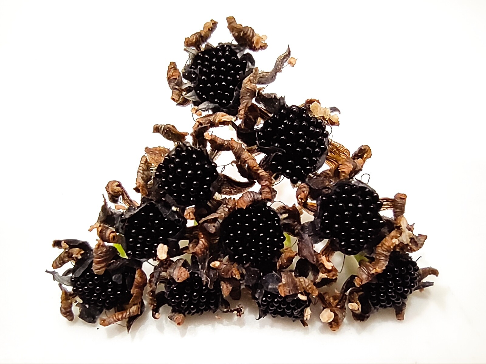 40 freshly harvested (2023 July) Venus Flytrap seeds