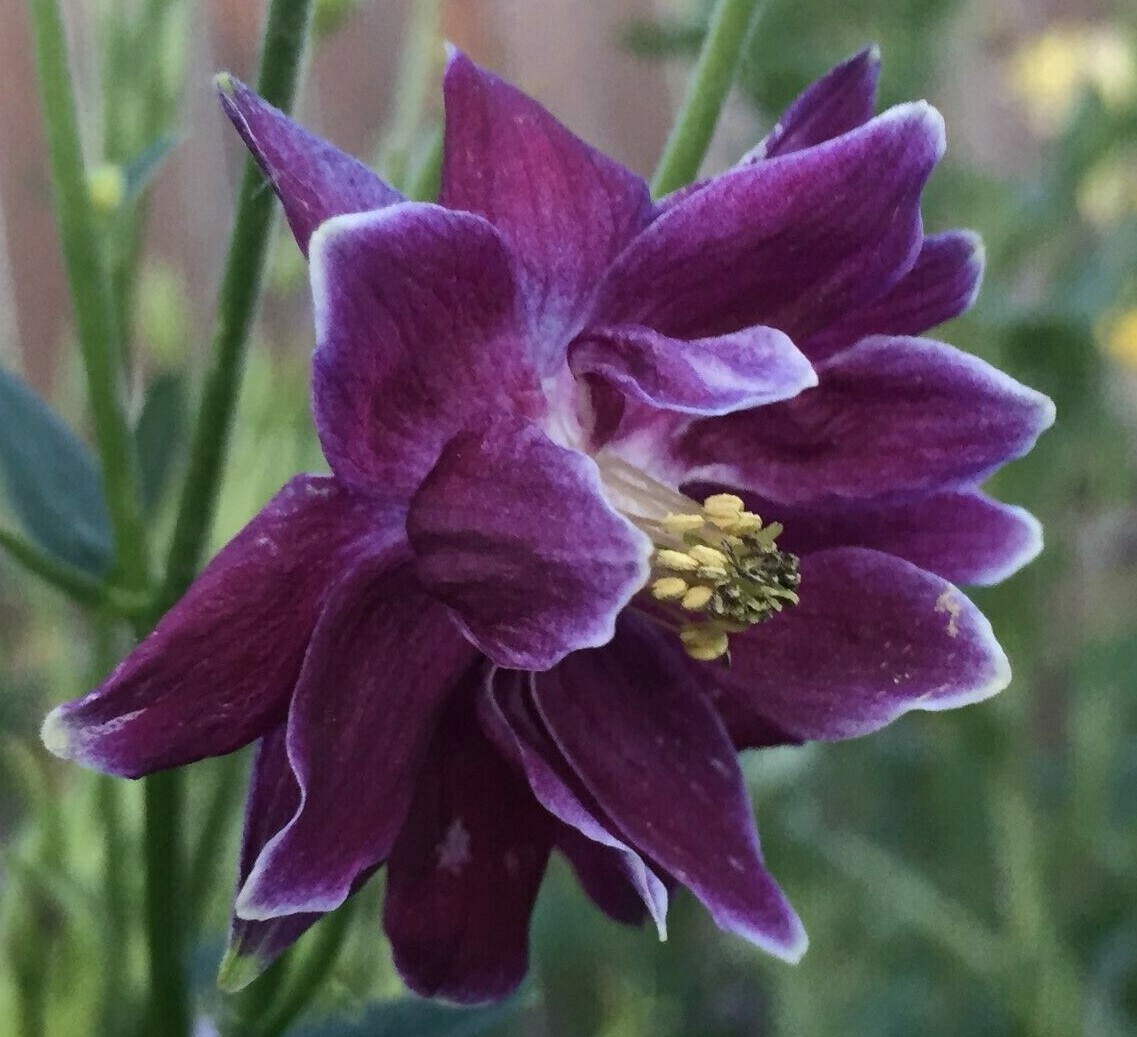 COLUMBINE BARLOW 150 Seeds DARK PURPLE Aquilegia vulgaris Flowers seeds +gift