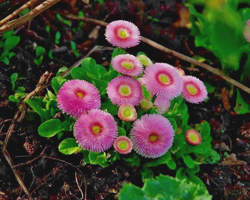 401+ENGLISH DAISY MIX Flower Seeds European Wildflower Early Blooms Groundcover