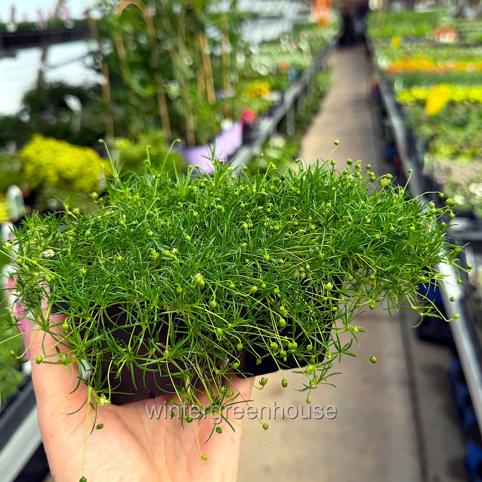 Sagina subulata, Irish Moss Ground Cover, Container Size: 4x 2.63×1.72×2.75″