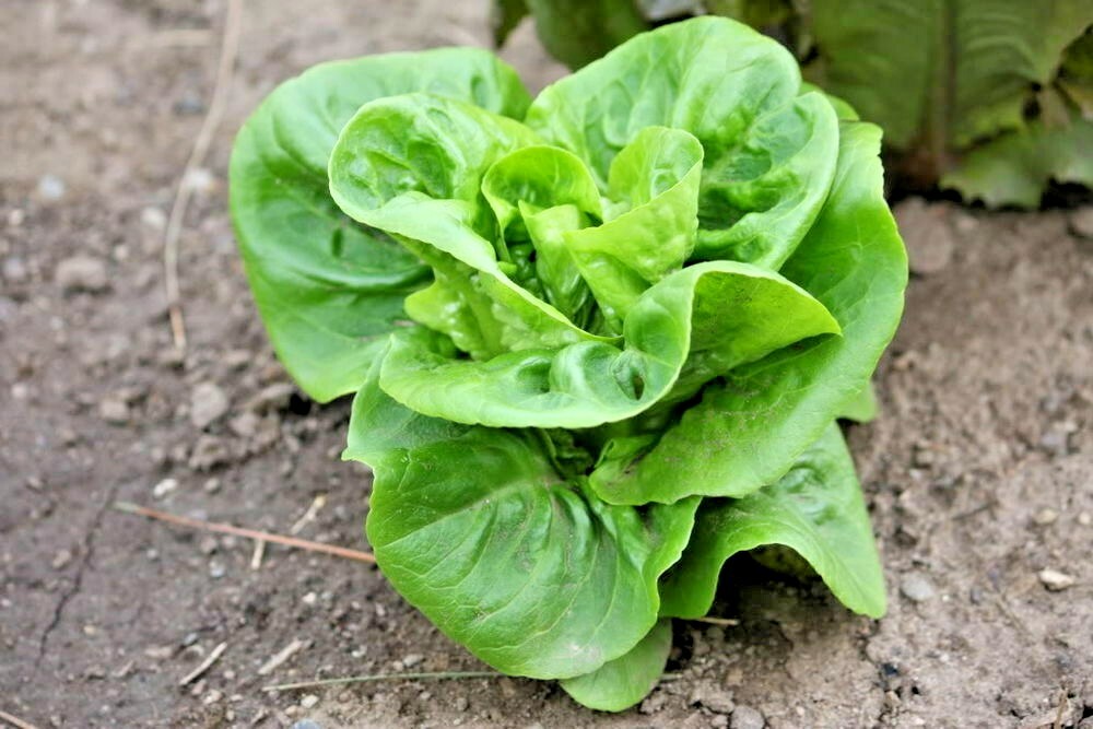 600+LITTLE GEM BUTTERHEAD Seed Leaf Lettuce Organic Spring Fall Garden Container
